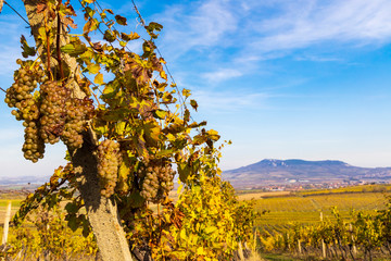 Vineyards Ryzlink Vlasky in Palava region, Southern Moravia, Czech Republic