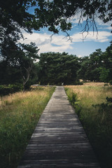 Schöner Bohlenweg im Naturschutzgebiet