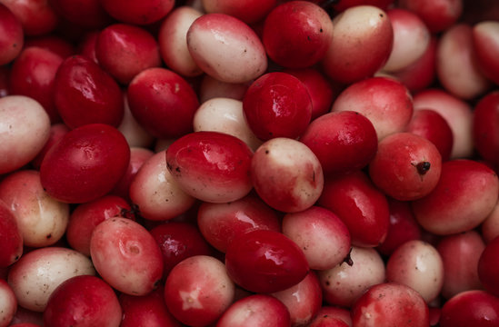 Carissa carandas Karonda jungli karonda chirukila sirukilaa kalakai koromcha Karvand