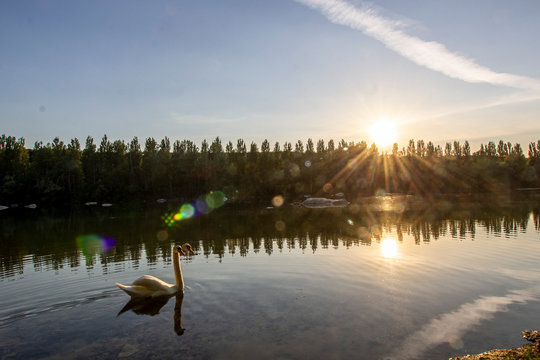 Coucher de Soleil au-dessus d'un lac avec un cygne