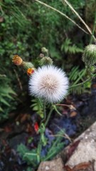 dandelion seed head