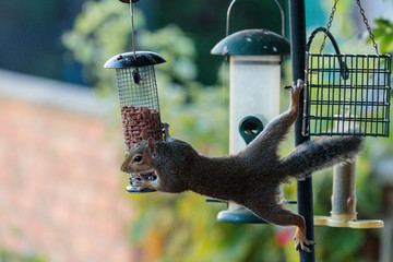 squirrel on a feeder © Colin