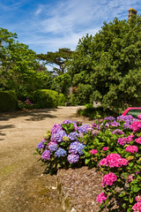 massif of hydrangea in front of a historic villas in Dinard in Brittany, France