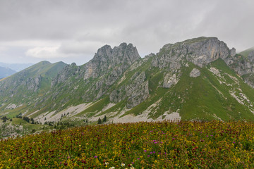 Alpage fleuri aux Cornettes de Bise en haute Savoie