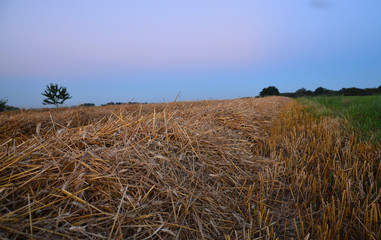 Pole, słoma © zibi