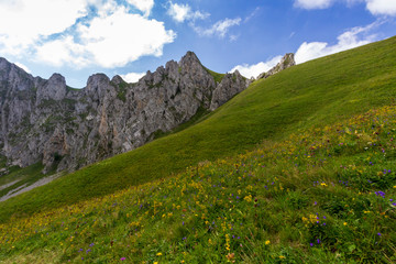 Fleurs jaunes dans les alpages aux Cornettes de Bise en haute Savoie