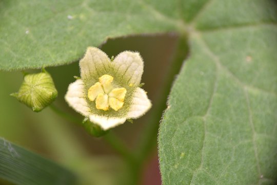 Tiny flower of Bryonia dioica.