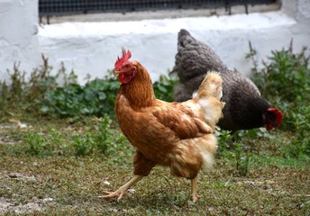 Red hen and another of the biblue breed behind, next to the chicken coop.