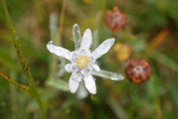 edelweiss