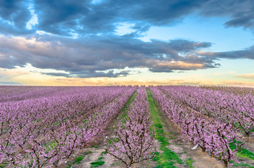 Fototapeta na wymiar On a field of blooming peach trees (Aitona, Lerida, Catalonia, Spain)