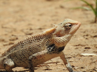 lizard watching for its prey