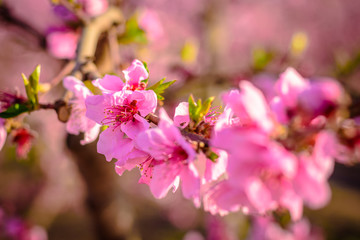 Bloosom fruit trees in the spring.