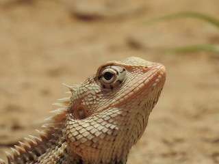 close up of a lizard facing upwards