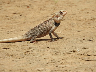 lizard on the sand