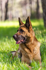German Shepherd GSD Dog Portrait. Laying on Grass. Head,Eyes,Ears,Tonge Details