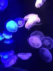 Naklejka premium jelly fish in aquarium