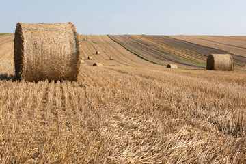 Hay Bale. Agriculture Field with Sky. Rural Nature in the Farm Land. Straw on the Meadow.  Countryside Natural Landscape.
