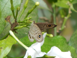 Fototapeta premium An Indian Butterfly.