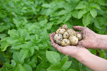 Wider angle image of home grown potatoes freshly picked
