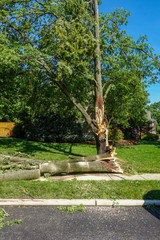 Tree trunk on the ground and cut into pieces after having broken off of a main trunk during a storm