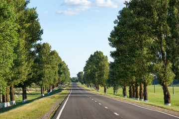A country road runs through an avenue of trees and fields.