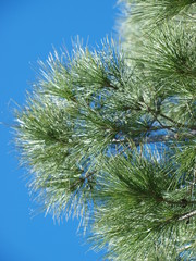 Sunlight and blue sky makes the outreaching branches of this pine tree stand out. There are few pine trees in North Texas compared to the Piney Woods of East Texas.