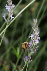 A honeybee, Apis mellifera on purple lavender flowers