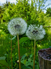 Two summer fluffy dandelions close-up in the shade of a tree next to a stump against the backdrop of the greenery of the garden in the sunlight.