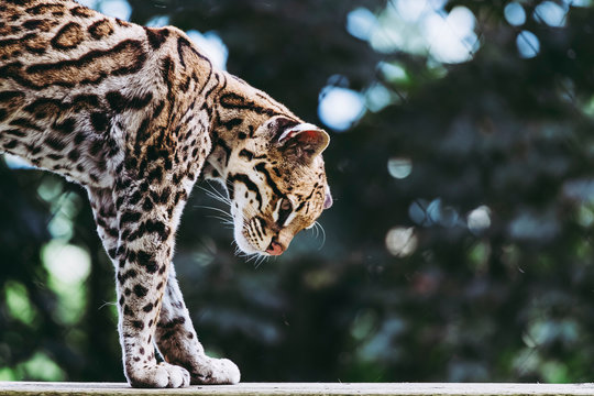 Portrait d'un ocelot - F&eacute;lin d'am&eacute;rique - Leopardus pardalis	