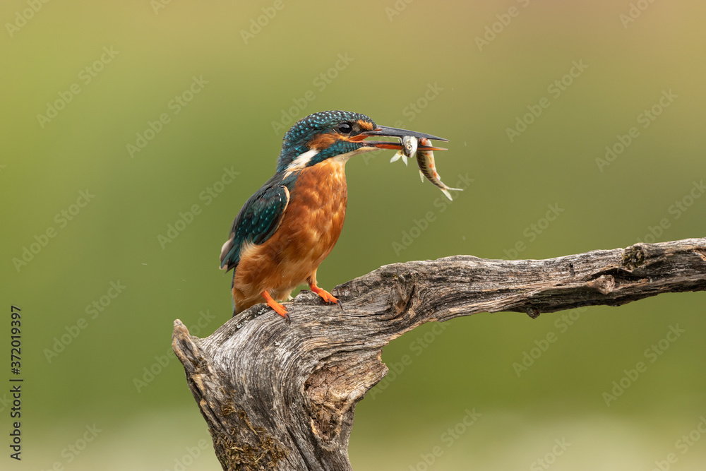 Wall mural female common kingfisher with fish in beak perched on a branch with a green background.