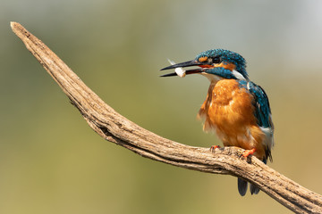 Male Common Kingfisher perched on a branch with a fish in its beak and a green mottled background.  