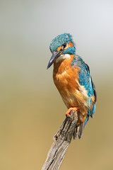 Male Common Kingfisher perched on a branch with light background.  