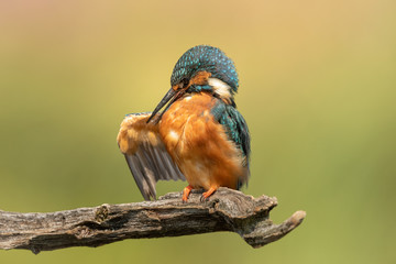 Female Common Kingfisher perched on a branch preening with a golden green background.  