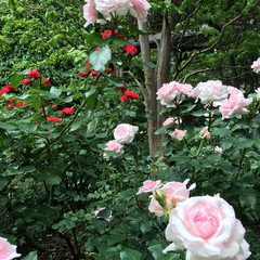 pink rose bush