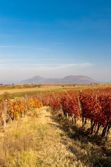 autumn vineyard near Eger, Northern Hungary