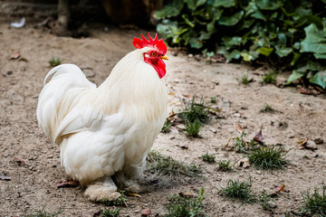 Joli coq aux plumes blanches dans une ferme	