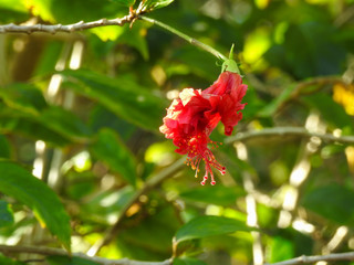 Close-up of a red hibiscus flower that is about to open, lit by the sun. In the blurred background, branches and leaves of the same plant.