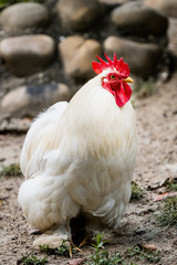 Joli coq aux plumes blanches dans une ferme	