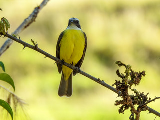 Small yellow-breasted bird perched on a tree branch, looking forward. Blurred background of green vegetation.