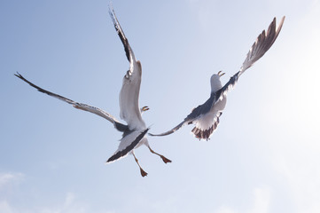 beautiful flying feather seagull