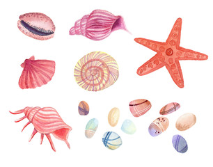 watercolor shells, seat of seashells, stones and starfish