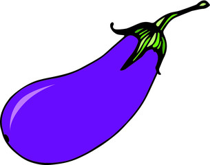 Fresh eggplant on white background. Vector illustration 