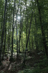 Obraz premium Bosco nei pressi della cascata di goriuda, Italia