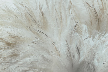 Plumes d'autruche blanches - Arrière plan texture plumes