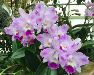 Purple  and lilac orchids in the conservatory