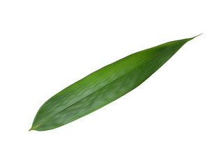 bamboo leaves isolated on white background.
