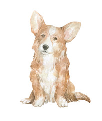 Watercolor cute corgi dog. Domestic fluffy puppy. Sit welsh corgi, home pet. Companion dog, short-legged dog.