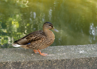 Mallard duck female on a pond