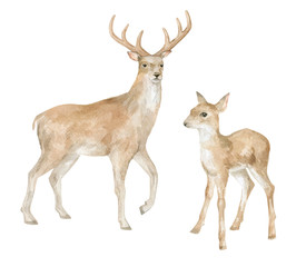 Watercolor set with deers. Baby sika deer and male deer. Wild forest animals. Waildlife nature