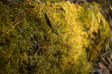 green moss in the forest
